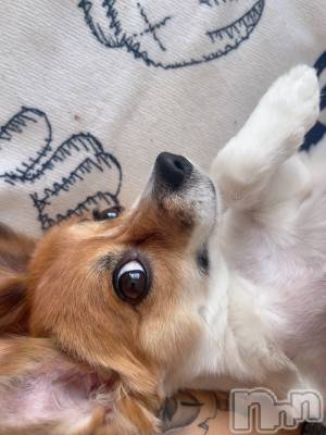 ��ˬ����Х��顦����֥���� �ץ���� ��ˬ(����� �ץ���� ����) �շ� �ꤪ��5��3���̥�֥�����🌺��