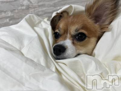 ��ˬ����Х��顦����֥���� �ץ���� ��ˬ(����� �ץ���� ����) �շ� �ꤪ��6��13���̥�֥�����🦋��