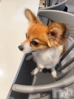 ��ˬ����Х��顦����֥���� �ץ���� ��ˬ(����� �ץ���� ����) �շ� �ꤪ��7��4���̥�֥�����👾��