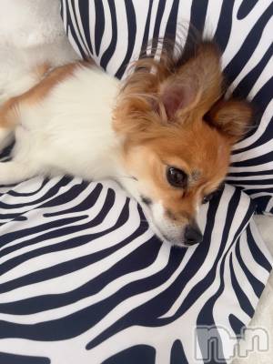 ��ˬ����Х��顦����֥���� �ץ���� ��ˬ(����� �ץ���� ����) �շ� �ꤪ��7��17���̥�֥�����💙��