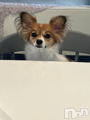 ��ˬ����Х��顦����֥���� �ץ���� ��ˬ(����� �ץ���� ����) �շ� �ꤪ��8��21���̥�֥�����🖤��