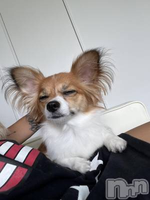 ��ˬ����Х��顦����֥���� �ץ���� ��ˬ(����� �ץ���� ����) �շ� �ꤪ��8��21���̥�֥�����🧡��