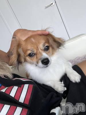 ��ˬ����Х��顦����֥���� �ץ���� ��ˬ(����� �ץ���� ����) �շ� �ꤪ��8��21���̥�֥�����🧡��