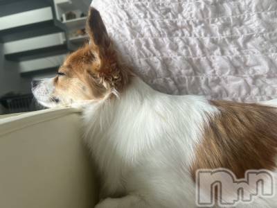 ��ˬ����Х��顦����֥���� �ץ���� ��ˬ(����� �ץ���� ����) �շ� �ꤪ��9��12���̥�֥�����🩷��