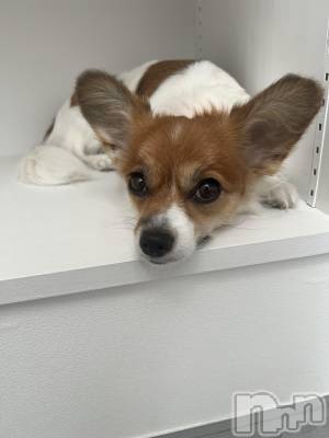 ��ˬ����Х��顦����֥���� �ץ���� ��ˬ(����� �ץ���� ����) �շ� �ꤪ��9��12���̥�֥�����🖤��