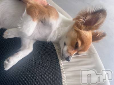 ��ˬ����Х��顦����֥���� �ץ���� ��ˬ(����� �ץ���� ����) �շ� �ꤪ��9��12���̥�֥�����🩶��