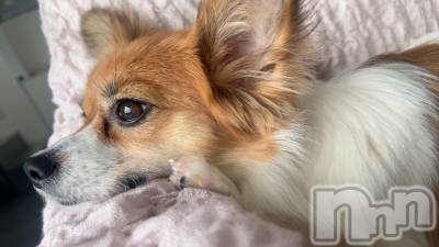 ��ˬ����Х��顦����֥���� �ץ���� ��ˬ(����� �ץ���� ����) �շ� �ꤪ��11��13���̥�֥�����☪️��