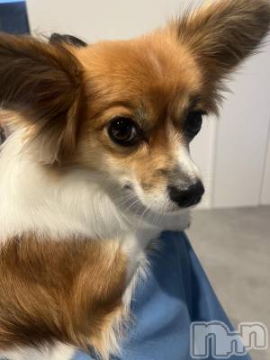 ��ˬ����Х��顦����֥���� �ץ���� ��ˬ(����� �ץ���� ����) �շ� �ꤪ��11��13���̥�֥�����🤲��