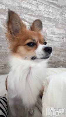 ��ˬ����Х��顦����֥���� �ץ���� ��ˬ(����� �ץ���� ����) �շ� �ꤪ��11��13���̥�֥�����🌰��