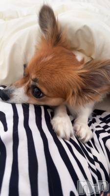 ��ˬ����Х��顦����֥���� �ץ���� ��ˬ(����� �ץ���� ����) �շ� �ꤪ��11��14���̥�֥�����🧡��