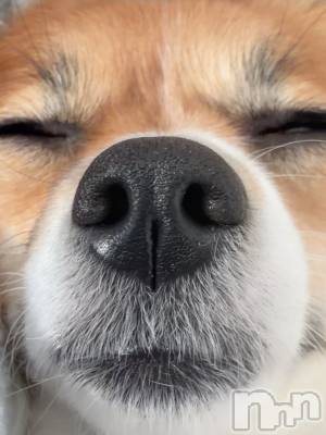 ��ˬ����Х��顦����֥���� �ץ���� ��ˬ(����� �ץ���� ����) �շ� �ꤪ��12��16���̥�֥�����💛��