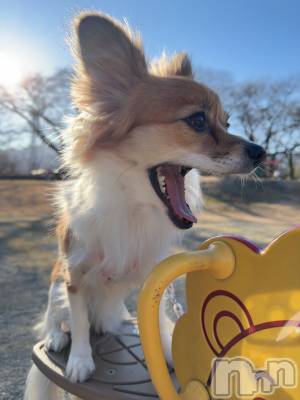 ��ˬ����Х��顦����֥���� �ץ���� ��ˬ(����� �ץ���� ����) �շ� �ꤪ��12��16���̥�֥�����💛��