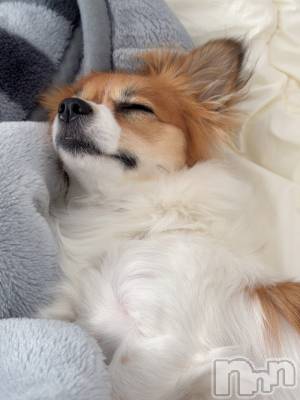 ��ˬ����Х��顦����֥���� �ץ���� ��ˬ(����� �ץ���� ����) �շ� �ꤪ��12��16���̥�֥�����💛��