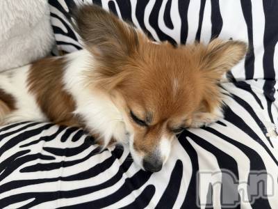 ��ˬ����Х��顦����֥���� �ץ���� ��ˬ(����� �ץ���� ����) �շ� �ꤪ��12��16���̥�֥�����🧡��