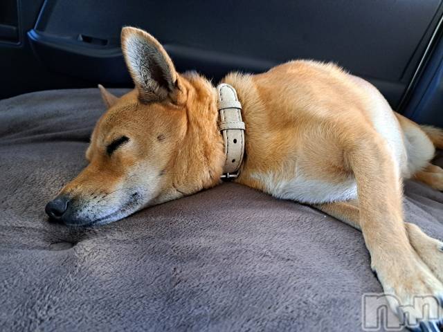 柏崎デリヘルデリヘル柏崎【柏崎唯一のデリヘル！地元新潟女性と会える店】(デリヘルカシワザキ)めぐ☆透明感抜群な純粋系(25)の2024年5月24日写メブログ「今日はありがとうございました！」