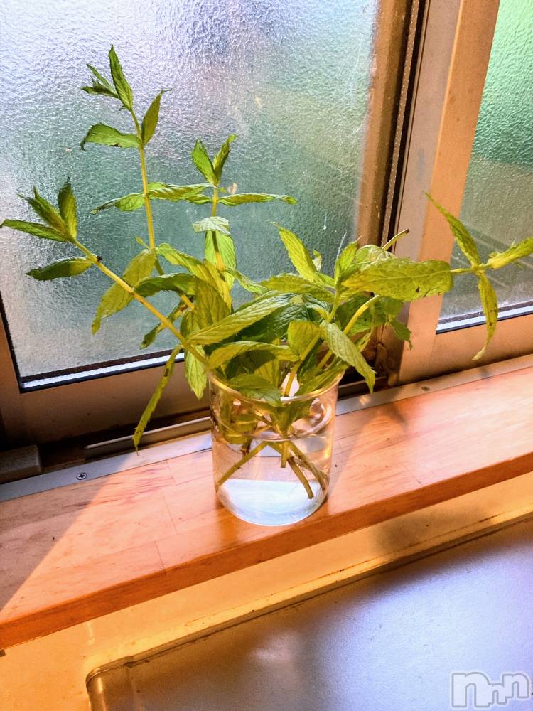 三条デリヘル人妻じゅんちゃん-出稼ぎ0！地元の奥様専門-(ヒトヅマジュンチャン) 皐月すずは☆天然癒し奥様(41)の6月12日写メブログ「皆さまへ🩷」