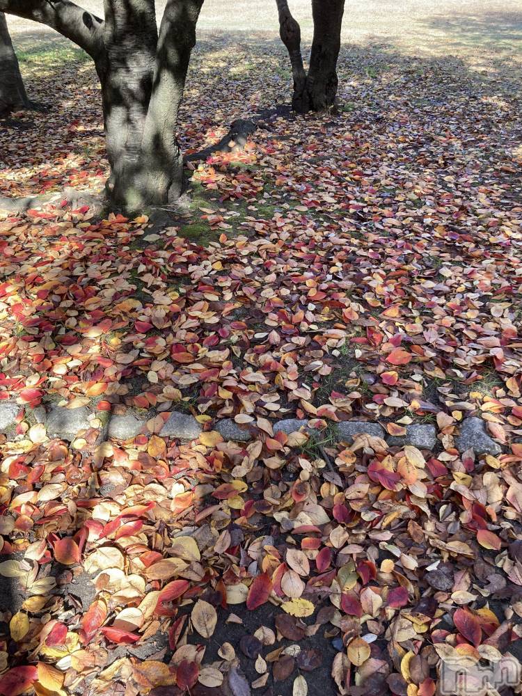 三条デリヘル人妻じゅんちゃん-出稼ぎ0！地元の奥様専門-(ヒトヅマジュンチャン) 皐月すずは☆天然癒し奥様(41)の11月16日写メブログ「紅葉してる🩷」