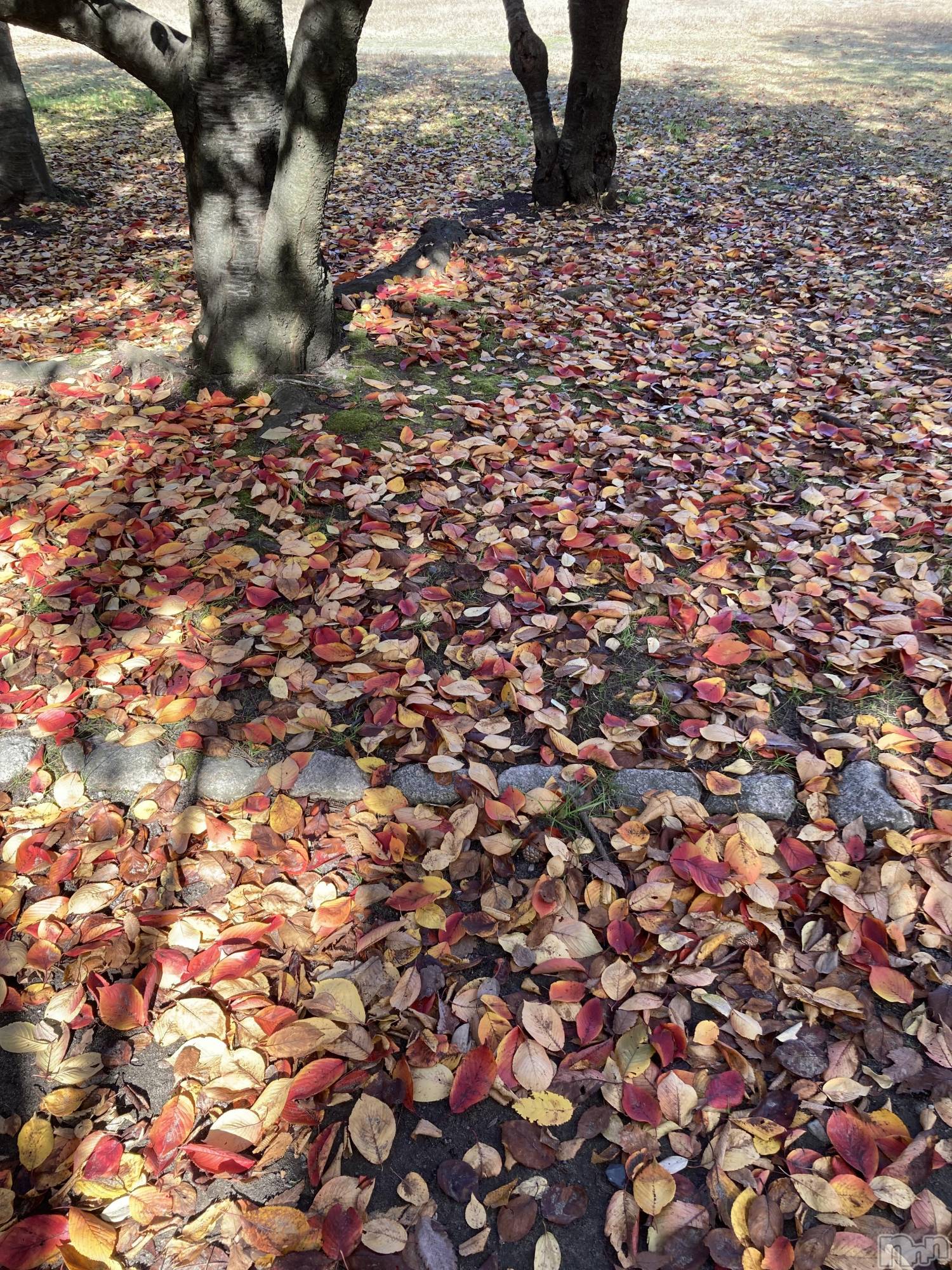 三条デリヘル人妻じゅんちゃん-出稼ぎ0！地元の奥様専門-(ヒトヅマジュンチャン)皐月すずは☆天然癒し奥様(41)の2025年11月16日写メブログ「紅葉してる🩷」