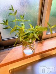 三条デリヘル人妻じゅんちゃん-出稼ぎ0！地元の奥様専門-(ヒトヅマジュンチャン) 皐月すずは☆天然癒し奥様(41)の6月12日写メブログ「皆さまへ🩷」