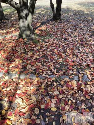 三条デリヘル 人妻じゅんちゃん-出稼ぎ0！地元の奥様専門-(ヒトヅマジュンチャン) 皐月すずは☆天然癒し奥様(41)の11月16日写メブログ「紅葉してる🩷」