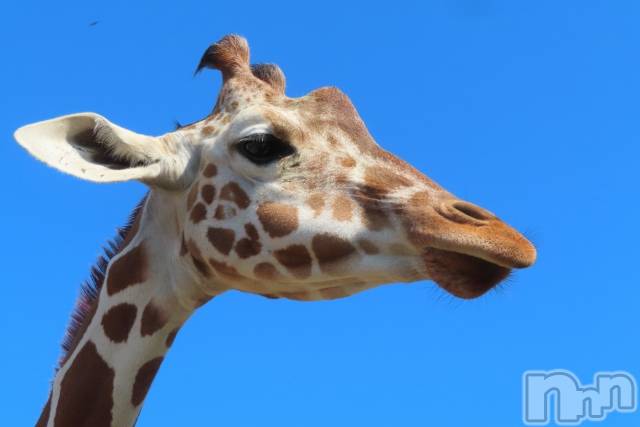 ��ˬ����Х��顦����֥���� �ץ���� ��ˬ(����� �ץ���� ����) ���� ��ʤ�6��1���̥�֥�����🦒��