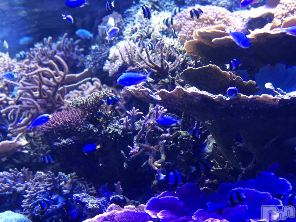 ��ˬ����Х��顦����֥���� �ץ���� ��ˬ(����� �ץ���� ����) ���� ��ʤ�6��17���̥�֥�����🐠��