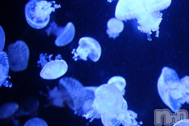 ��ˬ����Х��顦����֥���� �ץ���� ��ˬ(����� �ץ���� ����) ���� ��ʤ�6��18���̥�֥�����🪼��