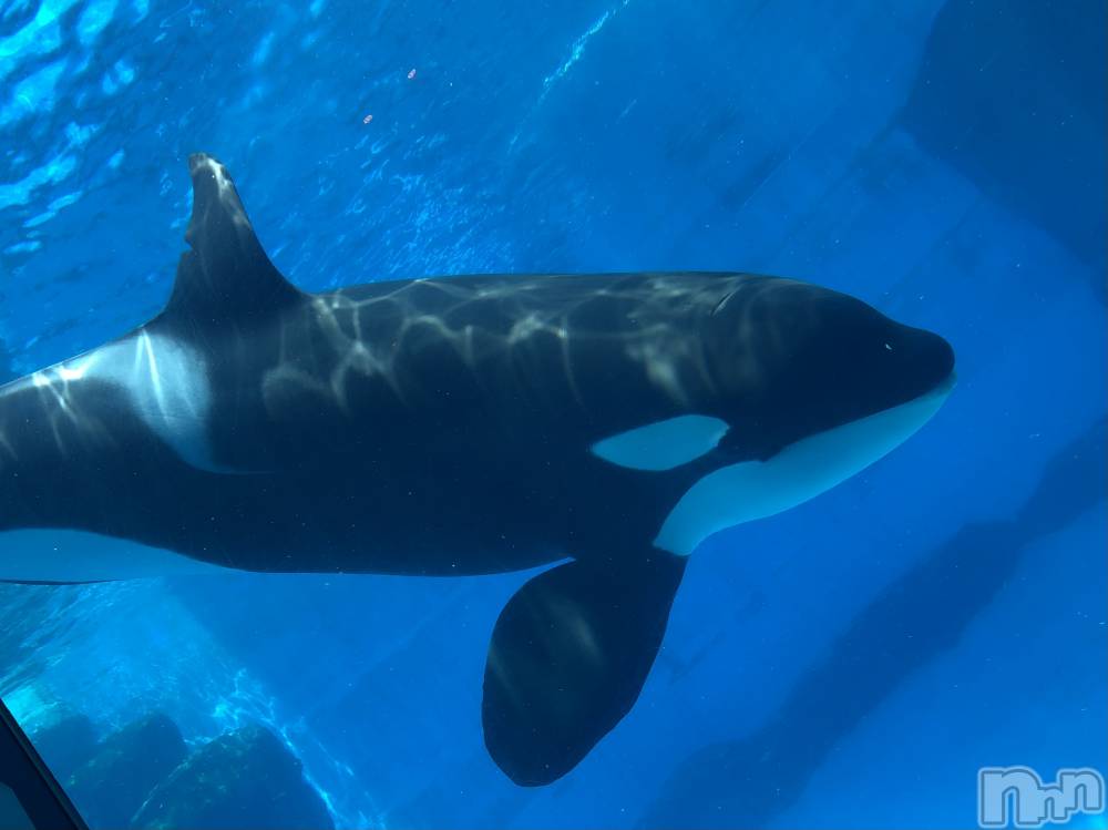 ��ˬ����Х��顦����֥���� �ץ���� ��ˬ(����� �ץ���� ����) ���� ��ʤ�6��20���̥�֥�����🐋��