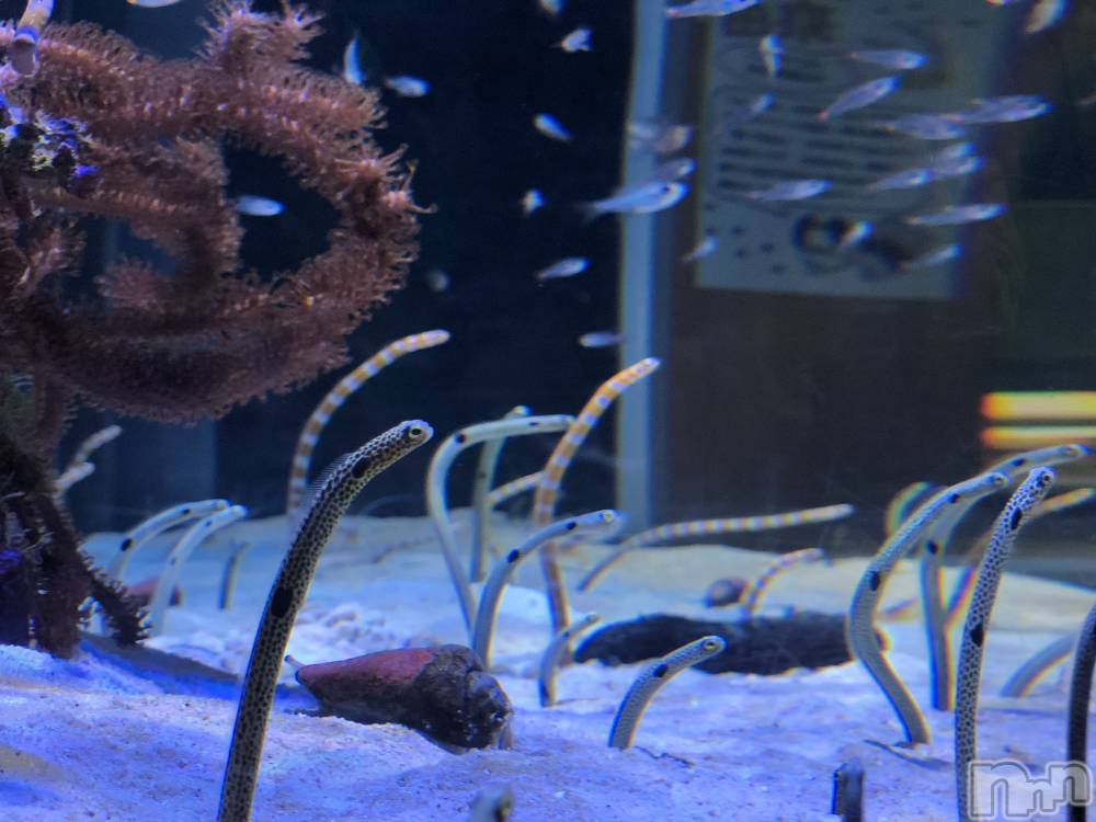 ��ˬ����Х��顦����֥���� �ץ���� ��ˬ(����� �ץ���� ����) ���� ��ʤ�6��21���̥�֥�����🪸��