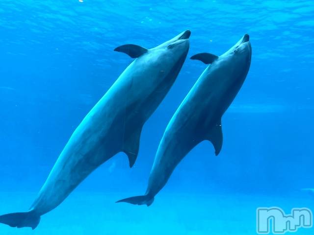 ��ˬ����Х��顦����֥���� �ץ���� ��ˬ(����� �ץ���� ����) ���� ��ʤ�6��22���̥�֥�����🐬��