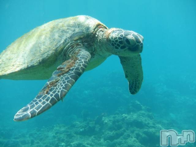 ��ˬ����Х��顦����֥���� �ץ���� ��ˬ(����� �ץ���� ����) ���� ��ʤ�6��19���̥�֥�����🐢��