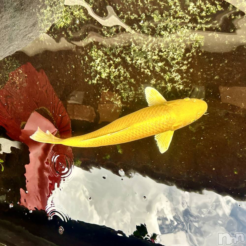 ��ˬ����Х��顦����֥���� �ץ���� ��ˬ(����� �ץ���� ����) ���� ��ʤ�7��19���̥�֥�����🐟��