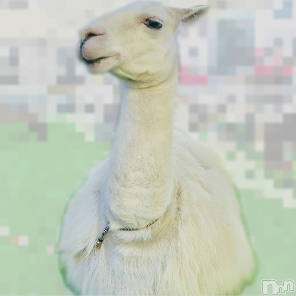 ��ˬ����Х��顦����֥���� �ץ���� ��ˬ(����� �ץ���� ����) ���� ��ʤ�1��20���̥�֥�����🦙��