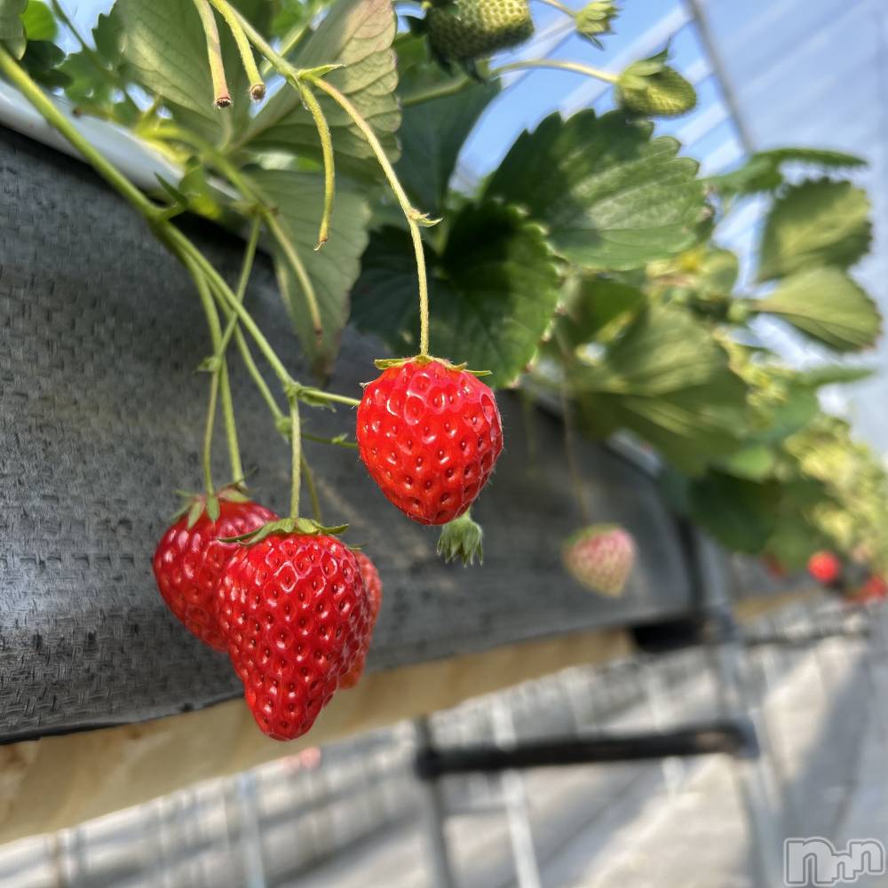 ��ˬ����Х��顦����֥���� �ץ���� ��ˬ(����� �ץ���� ����) ���� ��ʤ�2��8���̥�֥�����🍓��