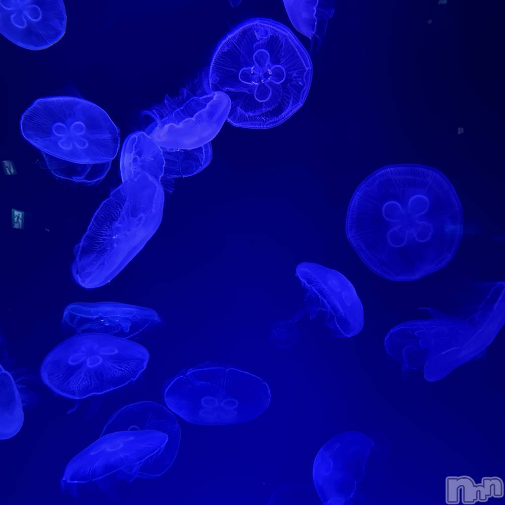 ��ˬ����Х��顦����֥���� �ץ���� ��ˬ(����� �ץ���� ����) ���� ��ʤ�3��17���̥�֥�����🪼��