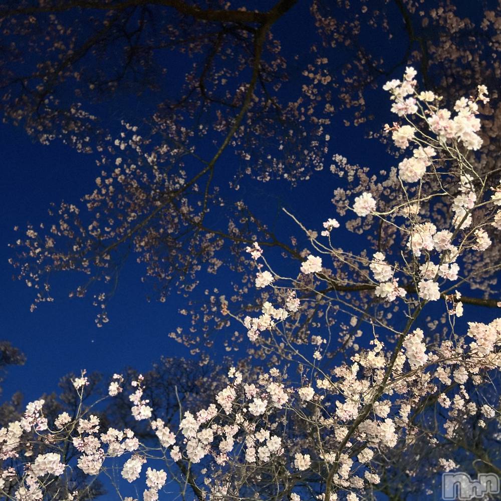 ��ˬ����Х��顦����֥���� �ץ���� ��ˬ(����� �ץ���� ����) ���� ��ʤ�4��12���̥�֥�����🌸��