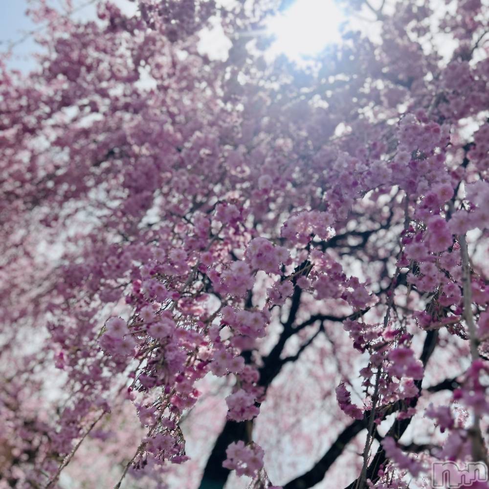 ��ˬ����Х��顦����֥���� �ץ���� ��ˬ(����� �ץ���� ����) ���� ��ʤ�4��22���̥�֥�����🌸��