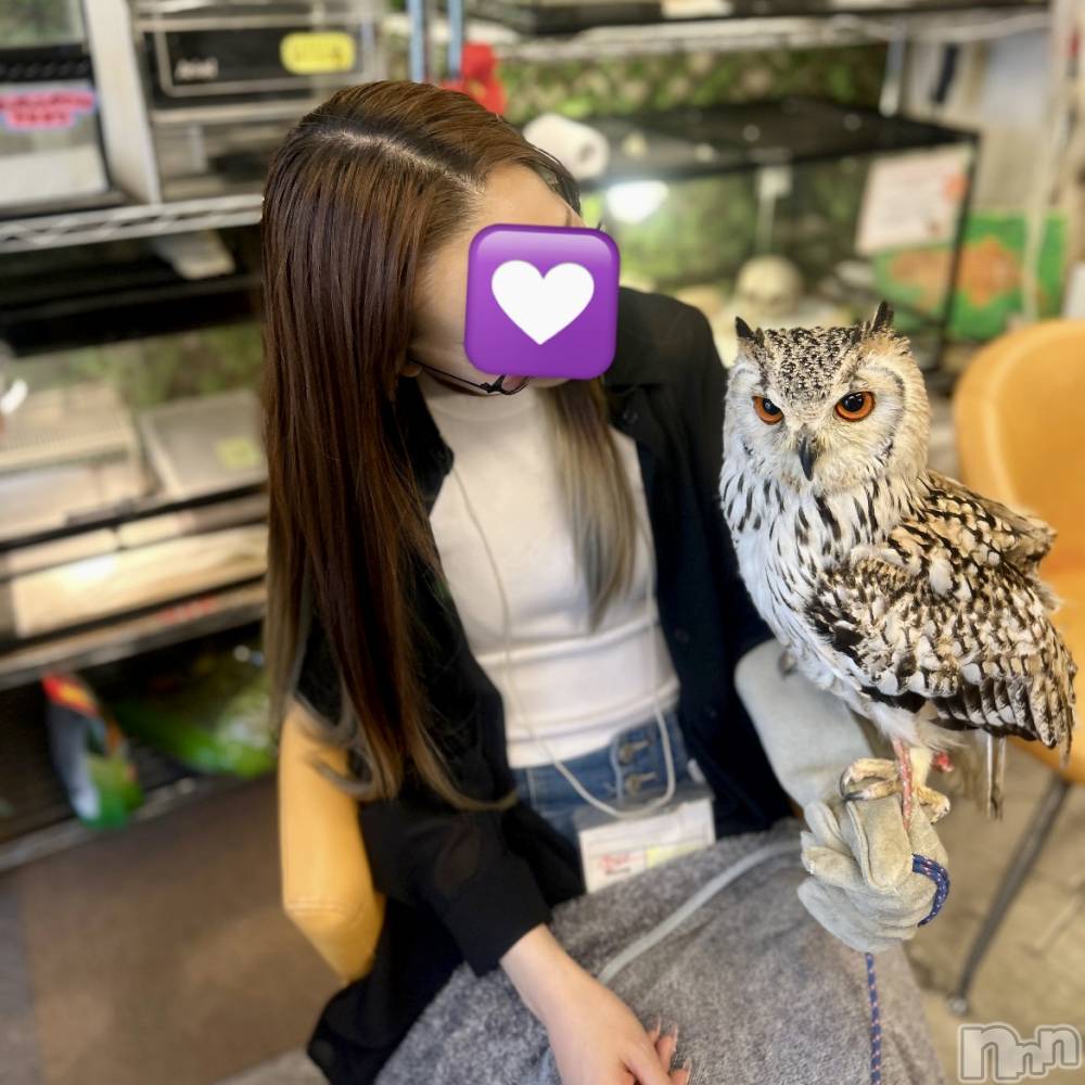 ��ˬ����Х��顦����֥���� �ץ���� ��ˬ(����� �ץ���� ����) ���� ��ʤ�6��4���̥�֥�����🦉��