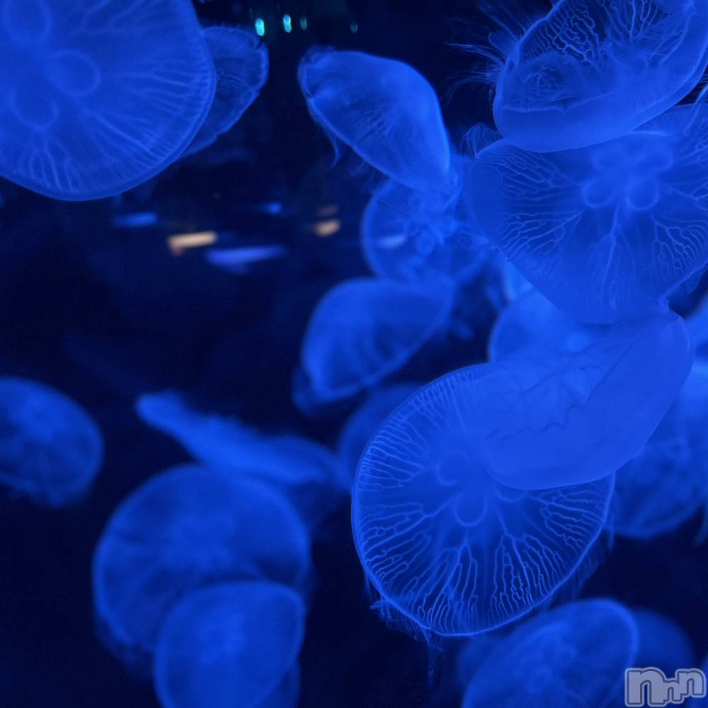 ��ˬ����Х��顦����֥���� �ץ���� ��ˬ(����� �ץ���� ����) ���� ��ʤ�10��1���̥�֥�����🪼��