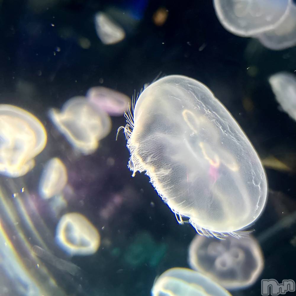 ��ˬ����Х��顦����֥���� �ץ���� ��ˬ(����� �ץ���� ����) ���� ��ʤ�2��18���̥�֥�����🪼��