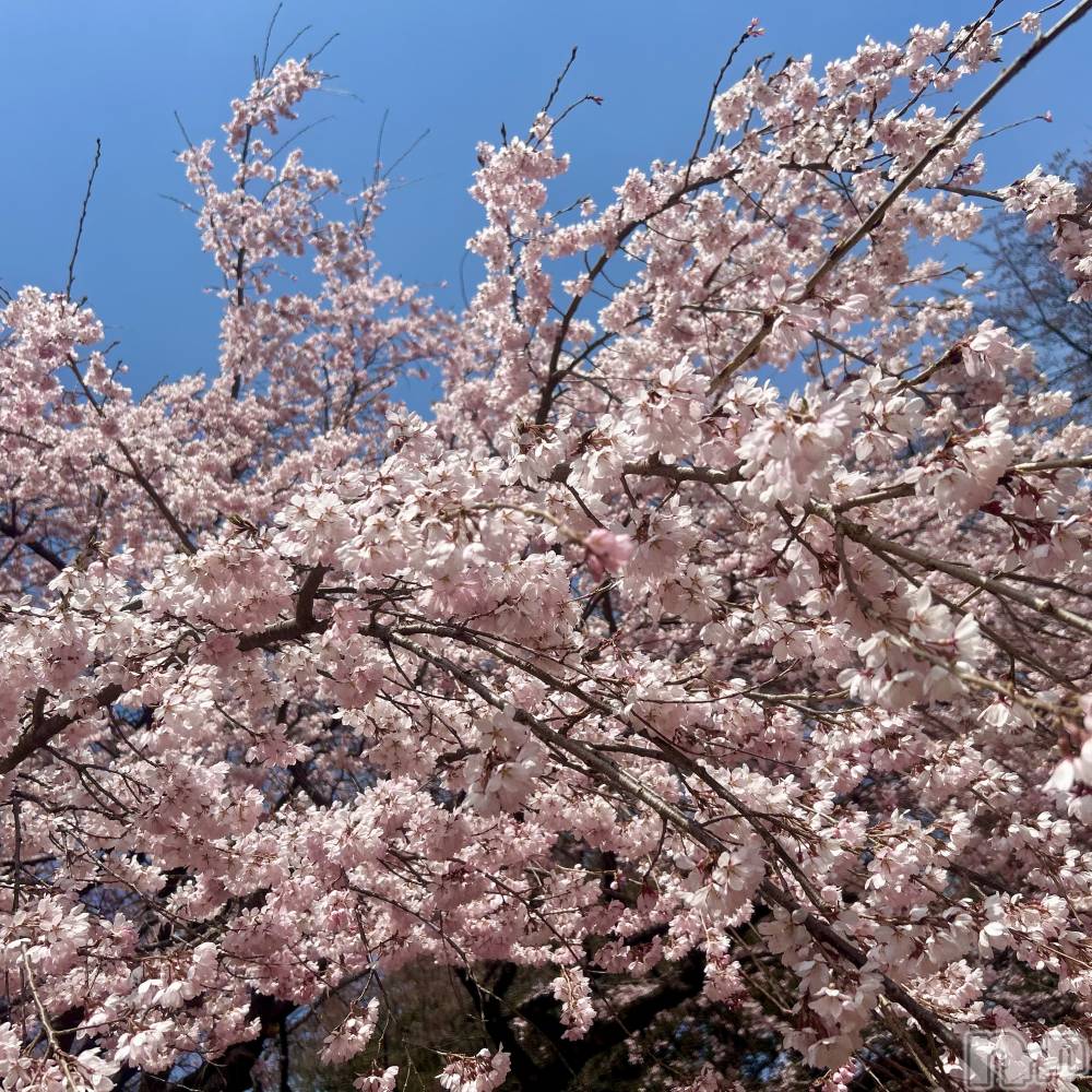 ��ˬ����Х��顦����֥���� �ץ���� ��ˬ(����� �ץ���� ����) ���� ��ʤ�3��30���̥�֥�����🌸��