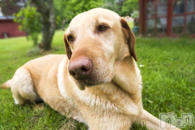 ��ˬ����Х��顦����֥���� �ץ���� ��ˬ(����� �ץ���� ����) ��2024ǯ5��31���̥�֥�����🐕��