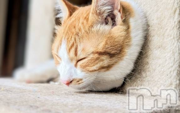 ��ˬ����Х��顦����֥���� �ץ���� ��ˬ(����� �ץ���� ����) ��2024ǯ5��29���̥�֥�����🐈��