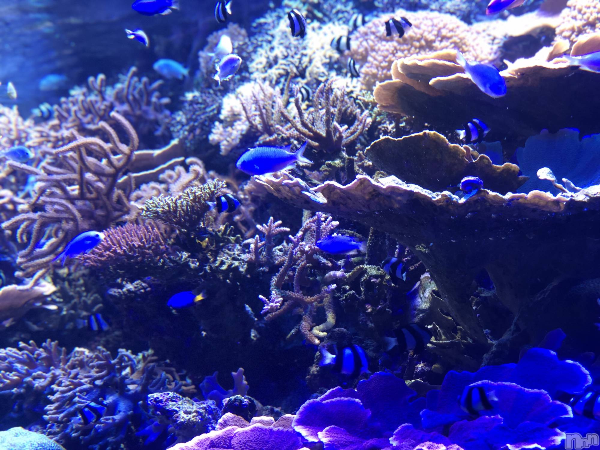 ��ˬ����Х��顦����֥���� �ץ���� ��ˬ(����� �ץ���� ����) ��2024ǯ6��17���̥�֥�����🐠��