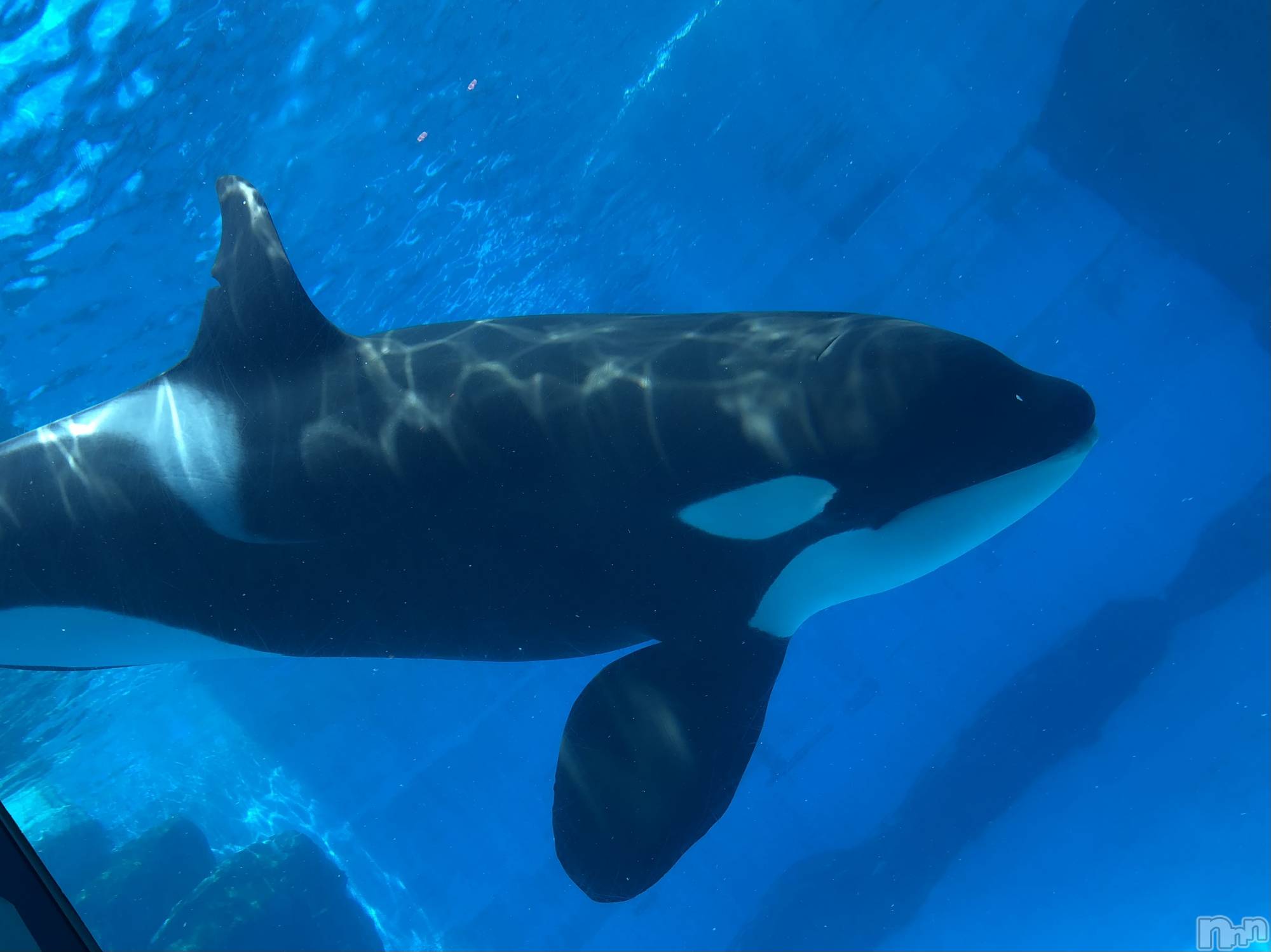 ��ˬ����Х��顦����֥���� �ץ���� ��ˬ(����� �ץ���� ����) ��2024ǯ6��20���̥�֥�����🐋��