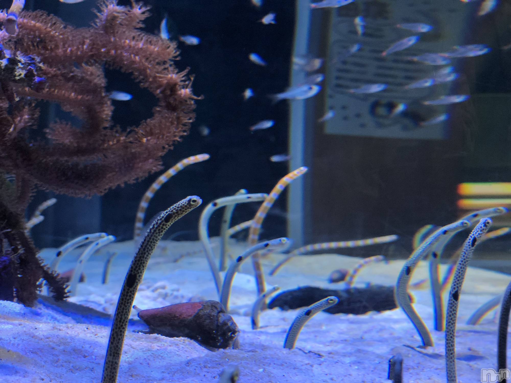 ��ˬ����Х��顦����֥���� �ץ���� ��ˬ(����� �ץ���� ����) ��2024ǯ6��21���̥�֥�����🪸��