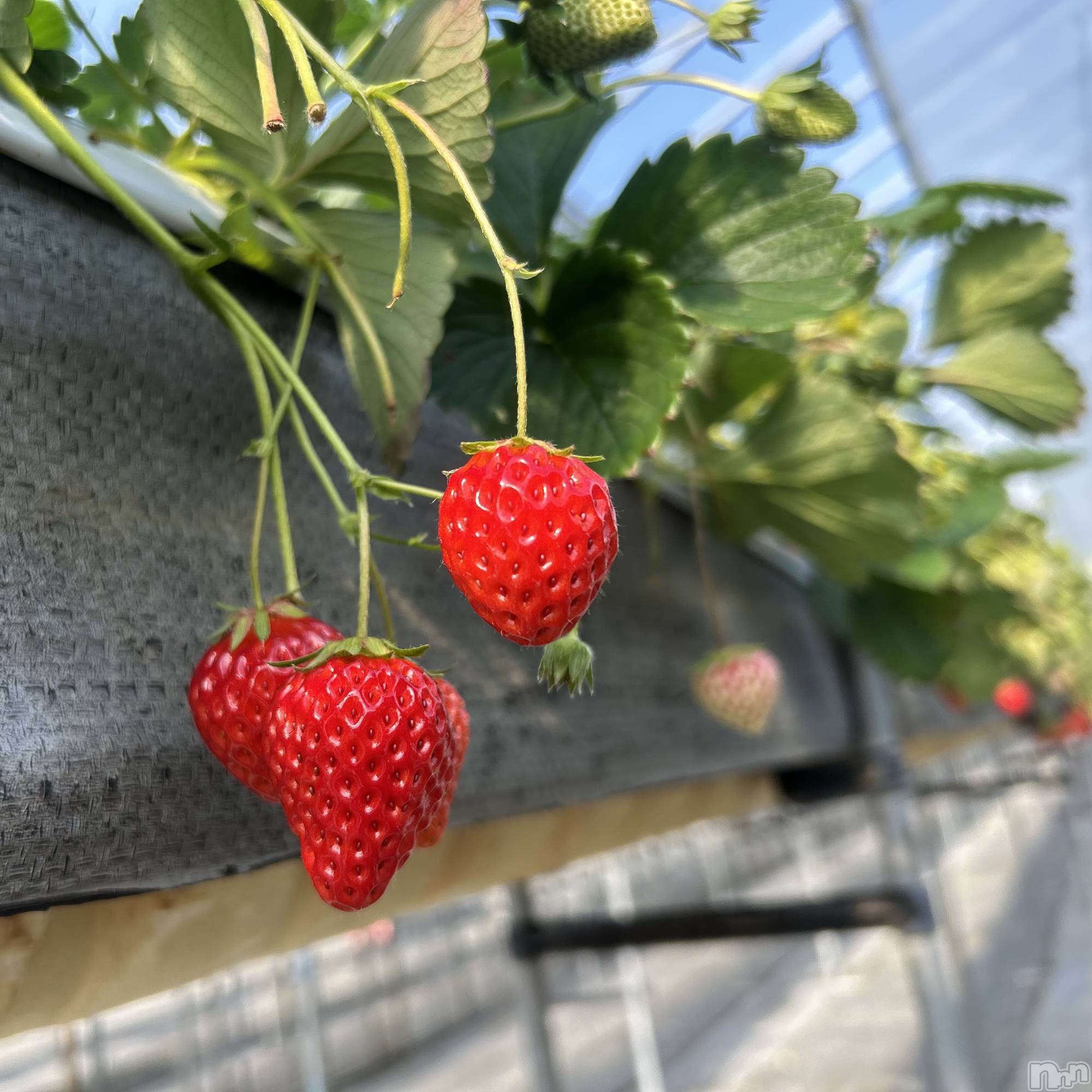 ��ˬ����Х��顦����֥���� �ץ���� ��ˬ(����� �ץ���� ����) ��2025ǯ2��8���̥�֥�����🍓��