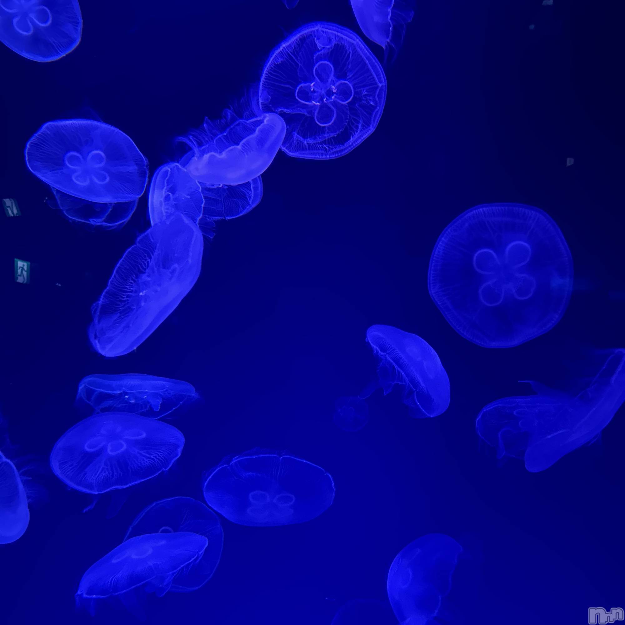 ��ˬ����Х��顦����֥���� �ץ���� ��ˬ(����� �ץ���� ����) ��2025ǯ3��17���̥�֥�����🪼��