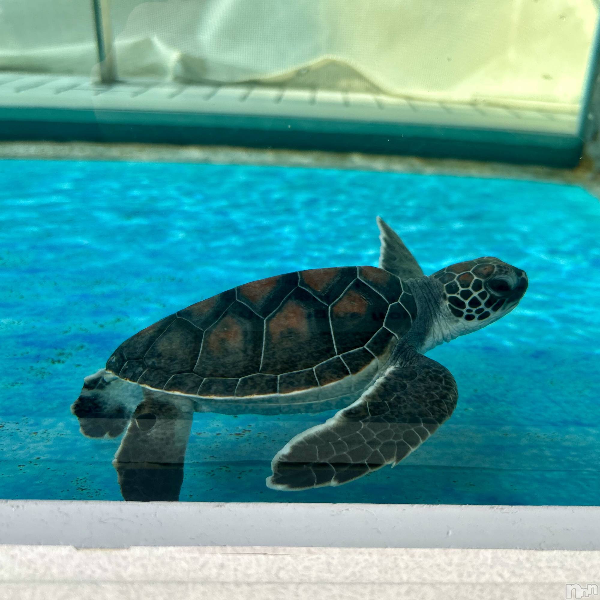 ��ˬ����Х��顦����֥���� �ץ���� ��ˬ(����� �ץ���� ����) ��2025ǯ3��31���̥�֥�����🐢��