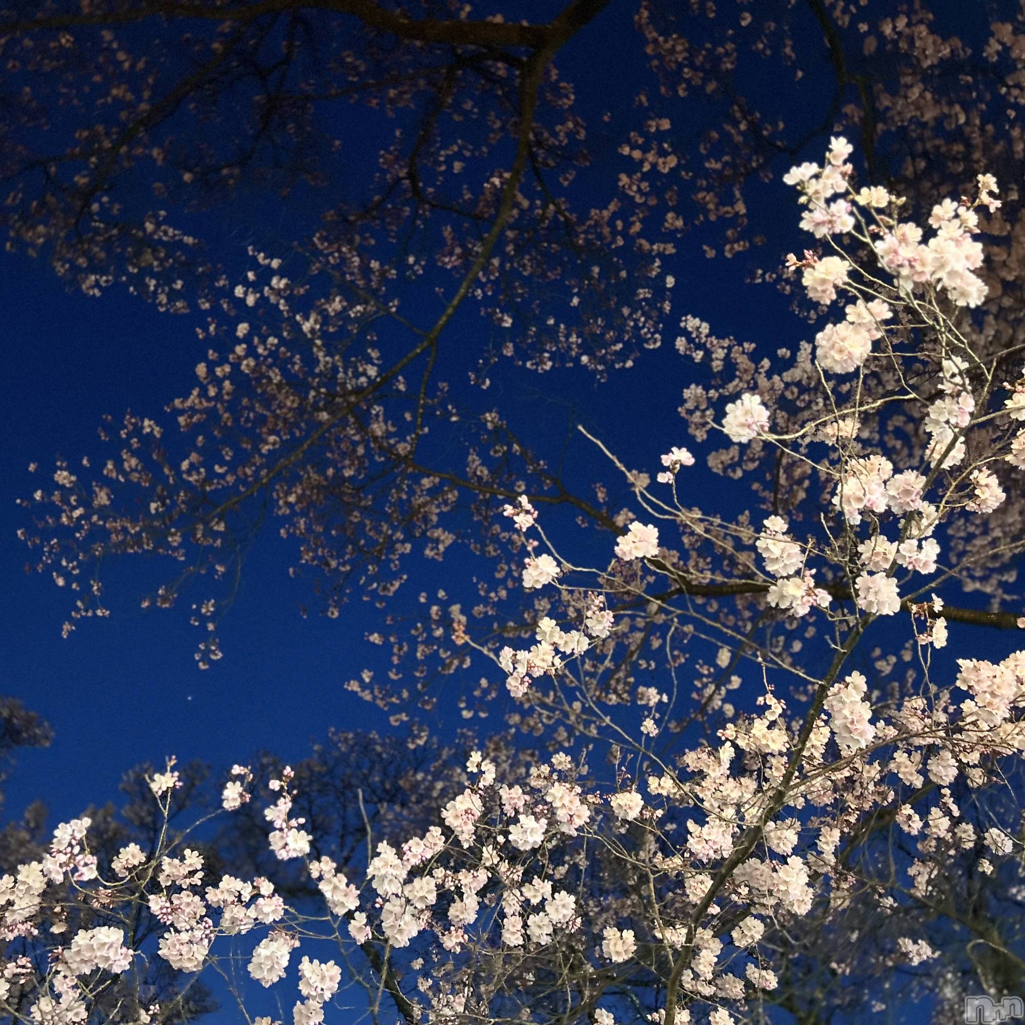 ��ˬ����Х��顦����֥���� �ץ���� ��ˬ(����� �ץ���� ����) ��2025ǯ4��12���̥�֥�����🌸��